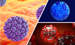 Collage of HPV virus, influenza virus and SARS-CoV-2 virus